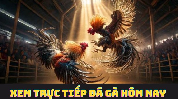 Xem trực tiếp đá gà hôm nay miễn phí ở đâu?