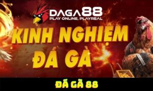 Đá gà 88 trang xem đá gà trực tuyến miễn phí