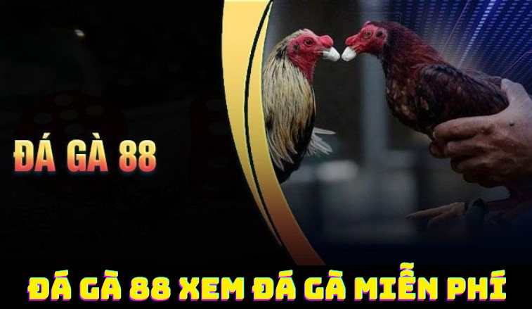 Đá gà 88 trang xem đá gà miễn phí 