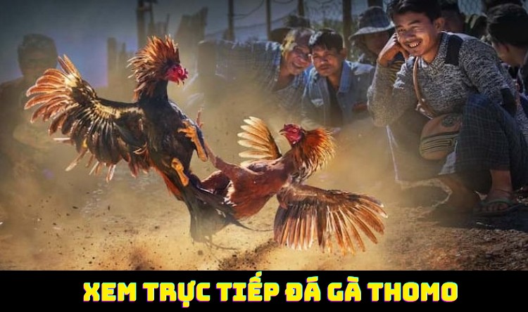 Những kênh xem trực tiếp đá gà Thomo cực hay 