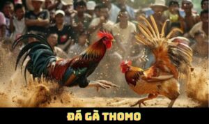 Xem trực tiếp đá gà Thomo chất lượng cao ở đâu?
